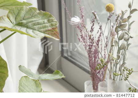 房間窗台上的室內植物和乾花 房間窗台上的室內植物和乾花 81447712