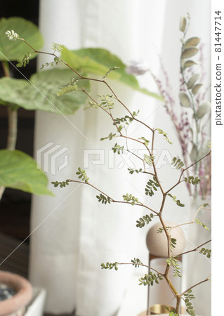 房間窗台上的室內植物和乾花 房間窗台上的室內植物和乾花 81447714