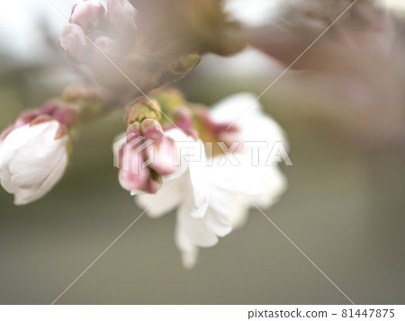 櫻花的粉紅色世界【花草】 櫻花的粉紅色世界【花草】 81447875
