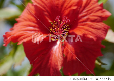 植物、花卉 81448610