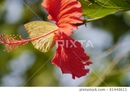 植物、花卉 81448611
