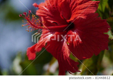 植物、花卉 81448612