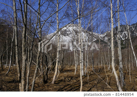 Kamikochi, Nagano Prefecture 81448954