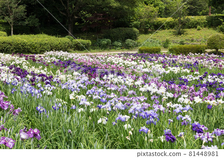 Minazukien Minazukien 81448981