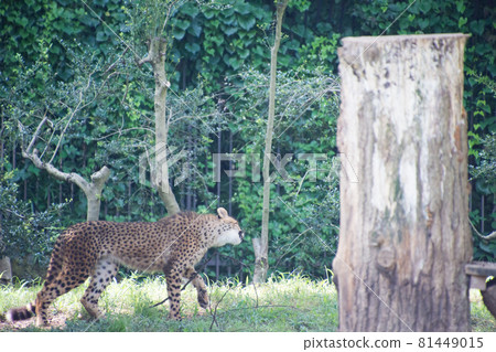 Cheetah Cheetah 81449015