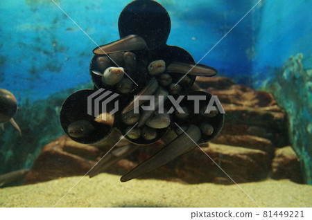 水族館海鰻 水族館海鰻 81449221
