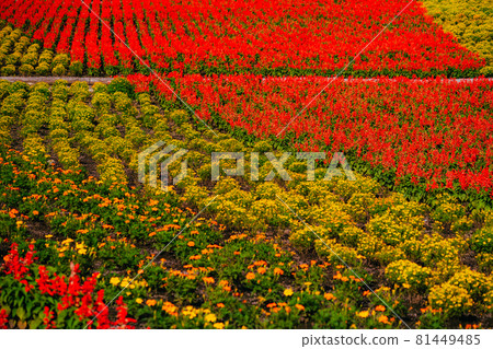 Salvia flowers in full bloom Salvia flowers in full bloom 81449485