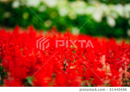 盛開的Salvia花 盛開的Salvia花 81449486