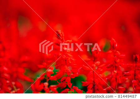 盛開的Salvia花 盛開的Salvia花 81449487