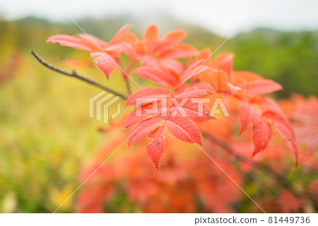 立山彌陀原的秋毒藤 立山彌陀原的秋毒藤 81449736