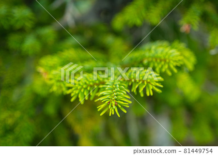 High pine colony in Tateyama Midagahara in autumn 81449754