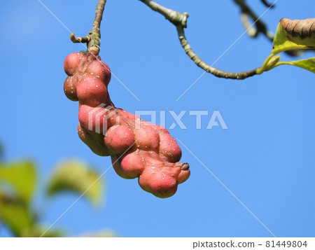 Kobushi fruits colored red Kobushi fruits colored red 81449804