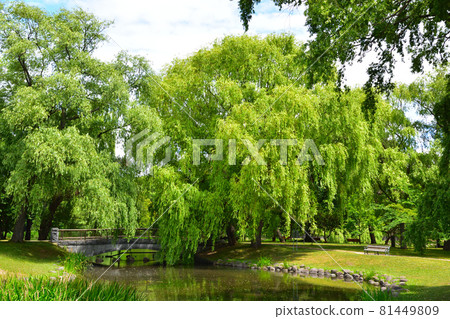 Nakajima Park 81449809