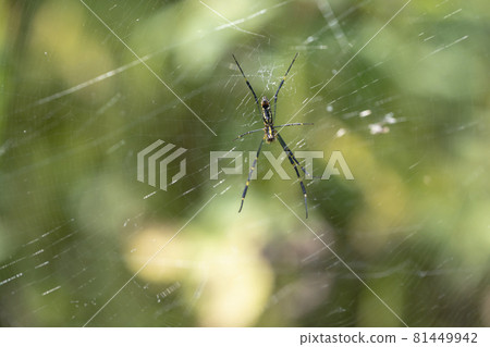 Spiders and spider webs in Shigemi Spiders and spider webs in Shigemi 81449942