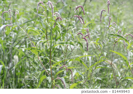 Midsummer grassy landscape 81449943