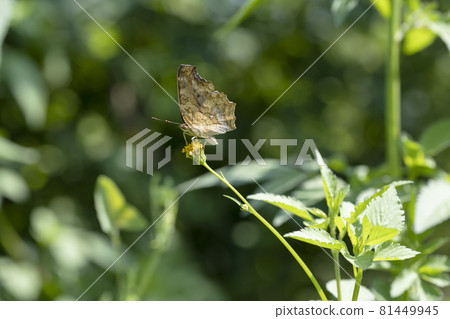 Butterflies smoking flower honey Butterflies smoking flower honey 81449945