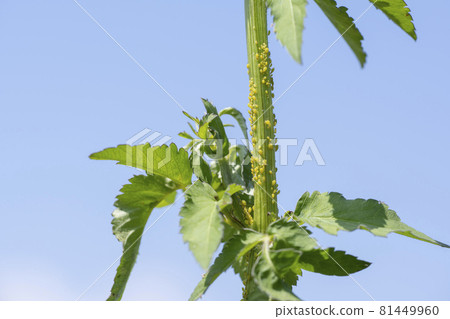 植物樹幹上的蚜蟲 植物樹幹上的蚜蟲 81449960