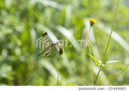 Dragonfly perching on weeds 81449965