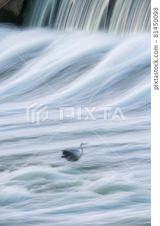 The beauty of the flowing water of the Shiraishi Weir and the scenery of waterfowl herons The beauty of the flowing water of the Shiraishi Weir and the scenery of waterfowl herons 81450098
