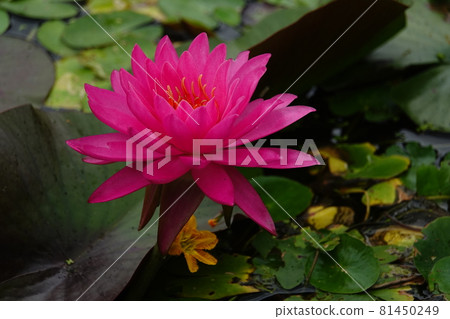 Red lily flower 81450249