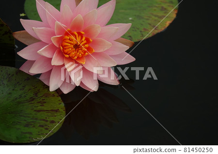 Pink lily flower 81450250