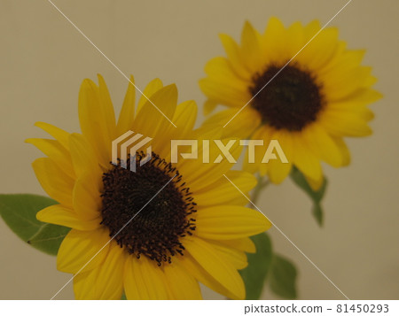 Sunflower 81450293