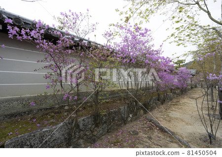 春天的本殿禦影堂一帶盛開的三葉 81450504