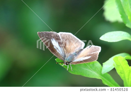 Uragine簡潔 Uragine簡潔 81450528