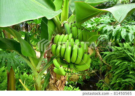 Taiwan banana Taiwan banana tropical plant Taiwan banana Taiwan banana tropical plant 81450565