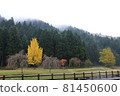一乘谷朝倉遺跡銀杏 81450600