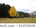 一乘谷朝倉遺跡銀杏 81450606