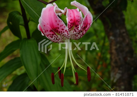 Lilium speciosum flowers that grow naturally Lilium speciosum flowers that grow naturally 81451071