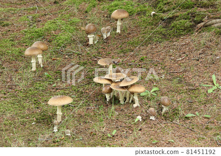 鵝膏菌、天狗蘑菇、天狗蘑菇、毒蘑菇 81451192