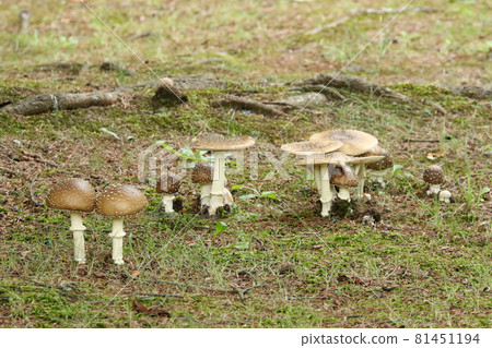 Amanita iboten, Tengu mushroom, Tengu mushroom, Poisonous mushroom Amanita iboten, Tengu mushroom, Tengu mushroom, Poisonous mushroom 81451194