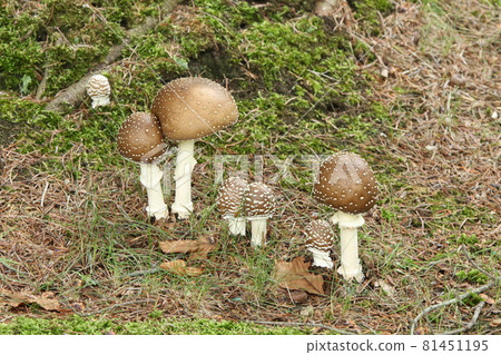 Amanita iboten, Tengu mushroom, Tengu mushroom, Poisonous mushroom Amanita iboten, Tengu mushroom, Tengu mushroom, Poisonous mushroom 81451195