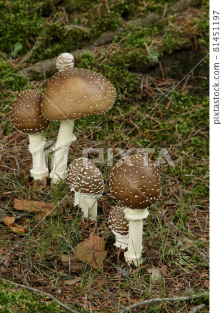 Amanita iboten, Tengu mushroom, Tengu mushroom, Poisonous mushroom Amanita iboten, Tengu mushroom, Tengu mushroom, Poisonous mushroom 81451197