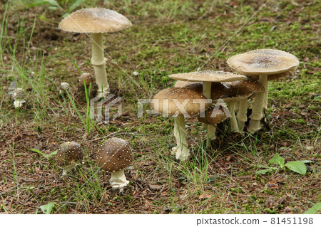 Amanita iboten, Tengu mushroom, Tengu mushroom, Poisonous mushroom Amanita iboten, Tengu mushroom, Tengu mushroom, Poisonous mushroom 81451198