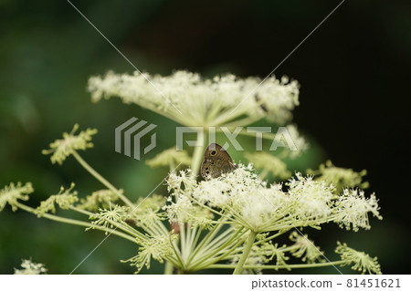 野芹菜花和 Ypthima argus 81451621