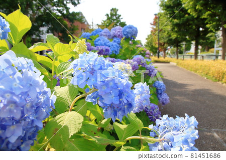 Egawa Seseragi Promenade Hydrangea Kawasaki City, Kanagawa Prefecture Egawa Seseragi Promenade Hydrangea Kawasaki City, Kanagawa Prefecture 81451686