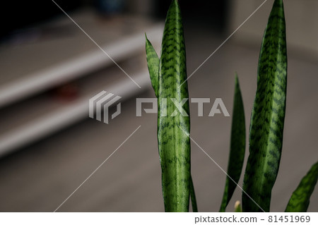 Sansevieria Sansevieria 81451969