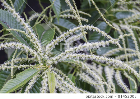 Chestnut flowers with female flowers at the base of the spikes of male flowers / Fagaceae Chestnut Chestnut flowers with female flowers at the base of the spikes of male flowers / Fagaceae Chestnut 81452003