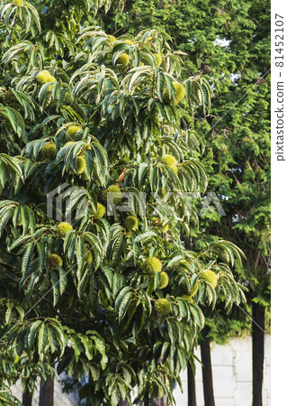 有很多大烏賊/殼斗科栗子的板栗樹 有很多大烏賊/殼斗科栗子的板栗樹 81452107