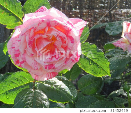 Marc Chagall (rose) Marc Chagall (rose) 81452459