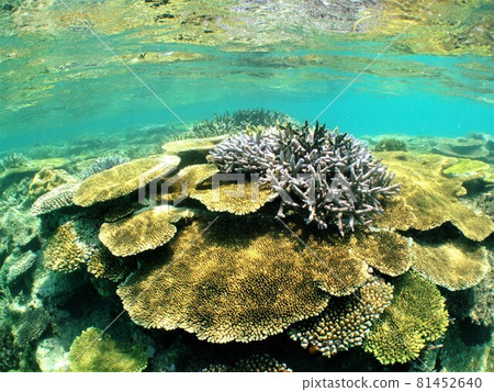 Hateruma Island Coral Reef 81452640
