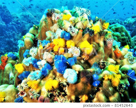 大旋鰓蟲 81452643