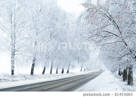 Rural frosted icy road among trees after snowstorm wintertime 81453063