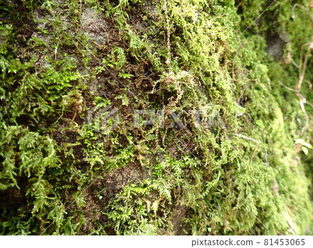 苔蘚牆 81453065