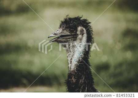 Emu bird (Dromaiinae) portrait in nature 81453321