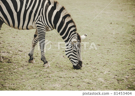 Zebra (Equus) eating grass on savannah Zebra (Equus) eating grass on savannah 81453404
