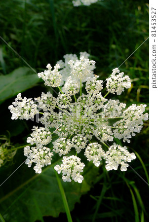 Pretty weeds at the foot of the mountain 81453527